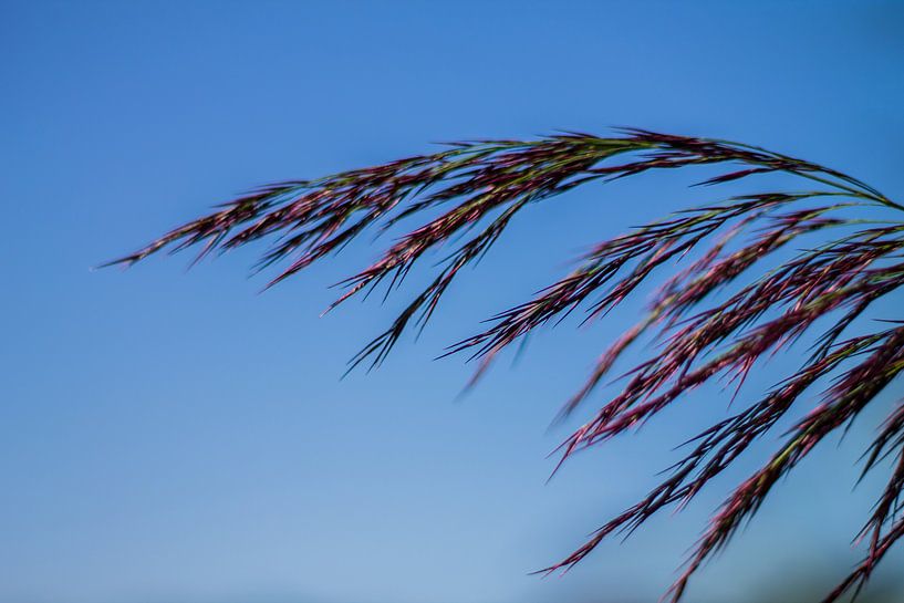In the wind von Nicole Nagtegaal