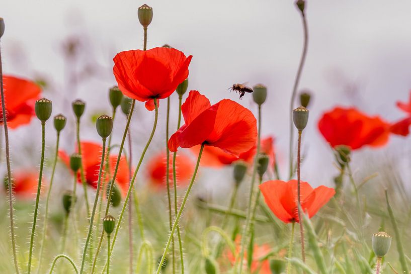 Poppy red by Marco Liberto