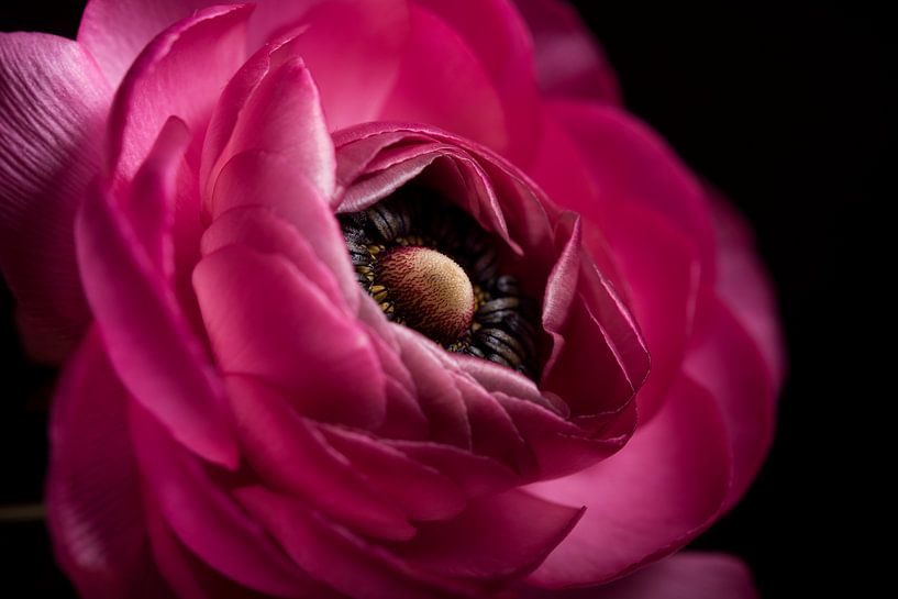 Fuchsia ranunculus in the light by Marjolijn van den Berg