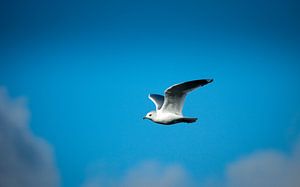 Mouette volante sur Tom Roeleveld