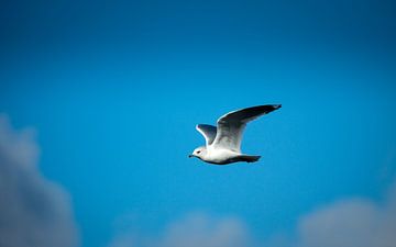 Flying seagull by Tom Roeleveld