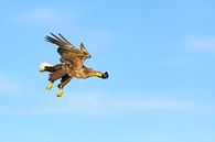 Zeearend jagend in de lucht van Sjoerd van der Wal Fotografie thumbnail