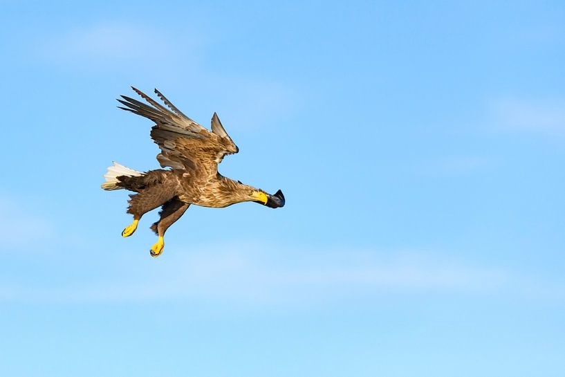 Zeearend jagend in de lucht van Sjoerd van der Wal Fotografie