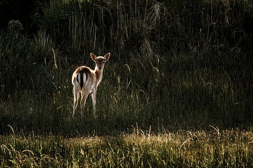 Hertenkalf in het Gouden Avondlicht te Midden van het Groen
