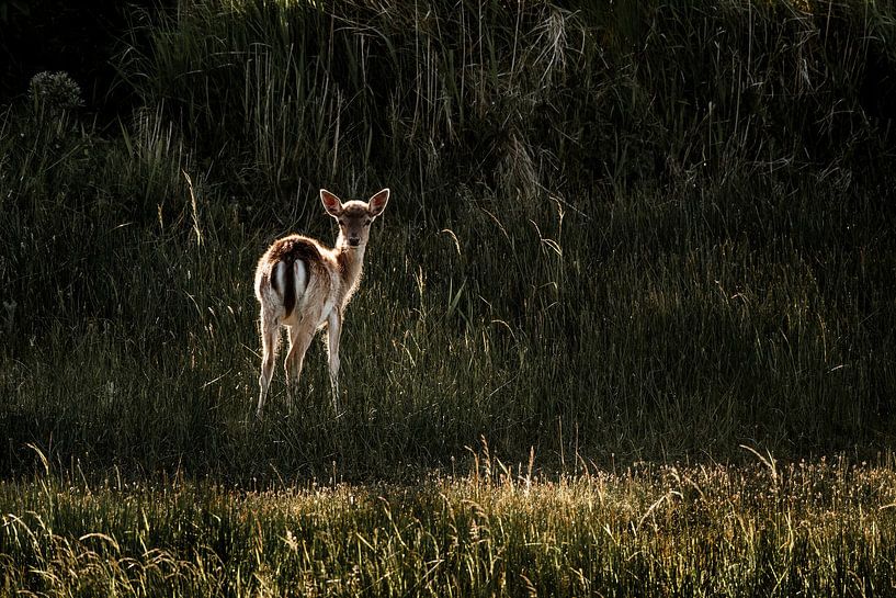 Hirschkalb im goldenen Abendlicht inmitten des Grüns von Femke Ketelaar
