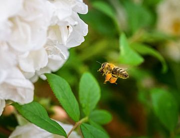 Honey bee approaching a rose blossom by ManfredFotos