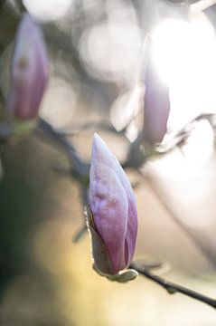 Blumen Teil 383 von Tania Perneel