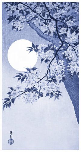 Blühende Kirschblüten im Mondlicht in Hellblau (Ohara Koson)