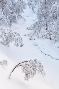 Bäume unter einer Schneedecke auf Senja in Norwegen