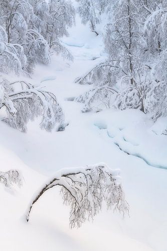 Bomen onder een laag met sneeuw op Senja in Noorwegen