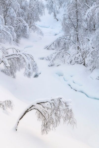 Bomen onder een laag met sneeuw op Senja in Noorwegen van Jos Pannekoek