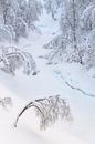 Bomen onder een laag met sneeuw op Senja in Noorwegen van Jos Pannekoek thumbnail