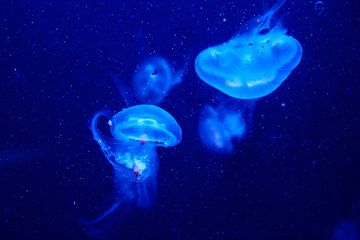Luminous jellyfish by Geert van Atteveld