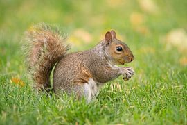 Squirrel with nut on meadow by Berit Kessler