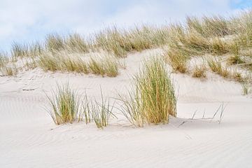 strand duin met helmgras de Schoorlse duinen van eric van der eijk