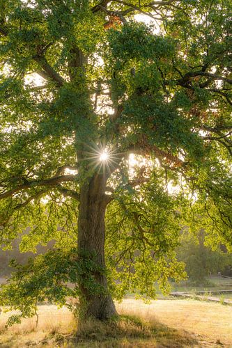 Renkums Beekdal part 5