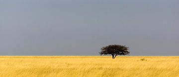 Etosha-Baum von Steven Driesen
