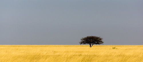 Etosha tree