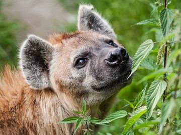 Gevlekte Hyena : DIergaarde Blijdorp van Loek Lobel