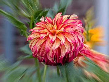 Dahlia by Rob Boon