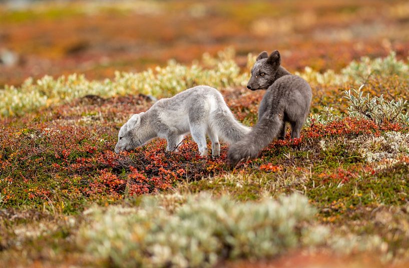 Jeunes renards arctiques dans un paysage d'automne coloré. par Harry Punter