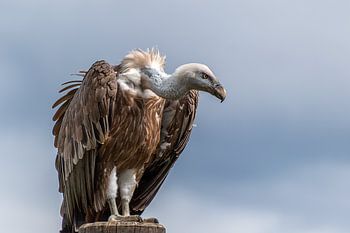 Vulture on a wooden post
