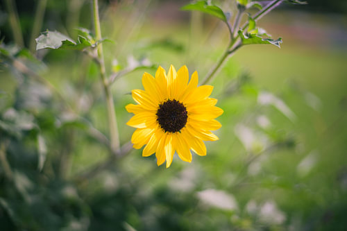 Helianthus paradoxus