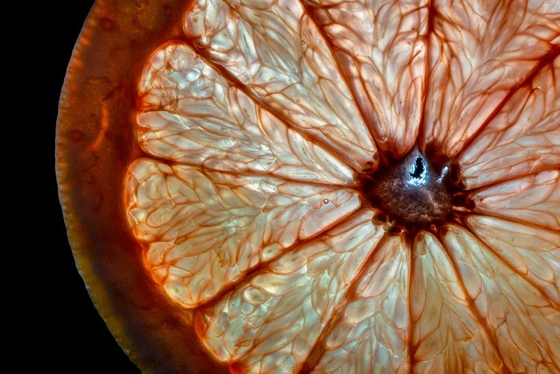 Close up of a fresh grapefruit with light from behind and a black background by Dafne Vos