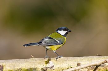 Große Meise Nahaufnahme