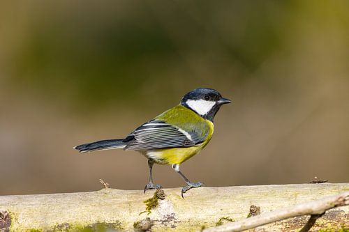 Superbe gros plan de nichon