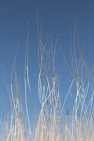 Abstract nature photography - reeds by Martzen Fotografie
