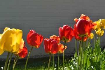 Tulpen in de zon. van San Krikke