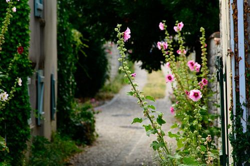 small alley with hollyhock