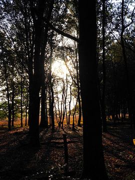 De zon schijnt door de bomen bij de heide in Drenthe van Helene Ketzer