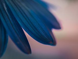 petals by barbara pellegrini