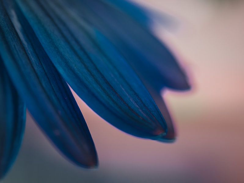 petals by barbara pellegrini