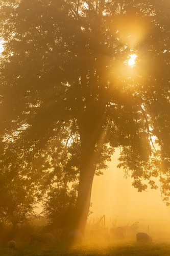 Grazing sheep on a misty morning