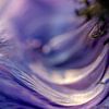 Fleurs abstraites - Anémone pourpre - Macro sur Marianne Eggink - Photographie et l'art digitale