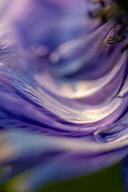 Flowers abstract - Purple Anemone - Macro by Marianne Eggink - Photography and digital art