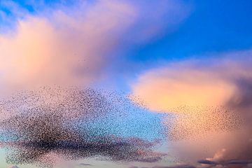 Spreeuwen tijdens zonsondergang aan het eind van de dag van Sjoerd van der Wal Fotografie