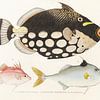 Baliste léopard et autres poissons, Philipp Franz Balthasar von Siebold sur Fish and Wildlife