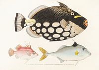 Leopard-Drückerfisch und andere Fische, Philipp Franz Balthasar von Siebold