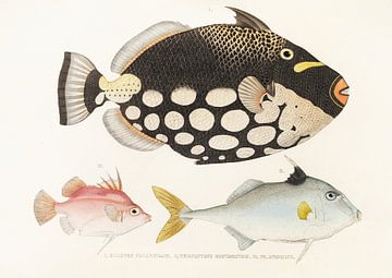 Leopard triggerfish and other fish, Philipp Franz Balthasar von Siebold by Fish and Wildlife