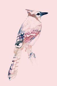 Blauhäher | Rosa Ausgabe, Aquarell eines Vogels in digitaler Kunst