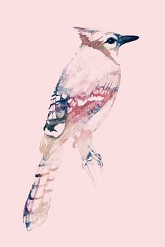 Blauwe Gaai | Roze editie, Aquarel van een vogel in Digitale Kunst van MadameRuiz