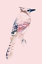 Blauwe Gaai | Roze editie, Aquarel van een vogel in Digitale Kunst van MadameRuiz thumbnail