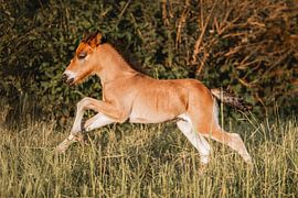 Fohlen springt spielerisch durch das Gras in der goldenen Stunde von Femke Ketelaar