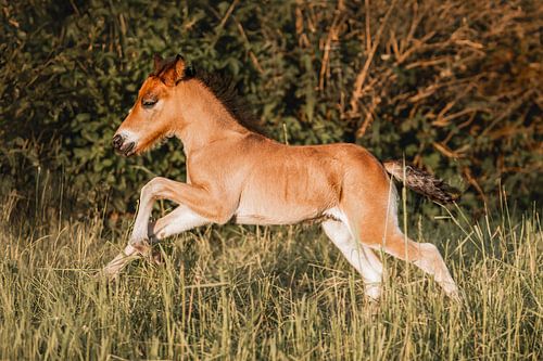 Veulen Springt Speels Door het Gras in het Gouden Uur