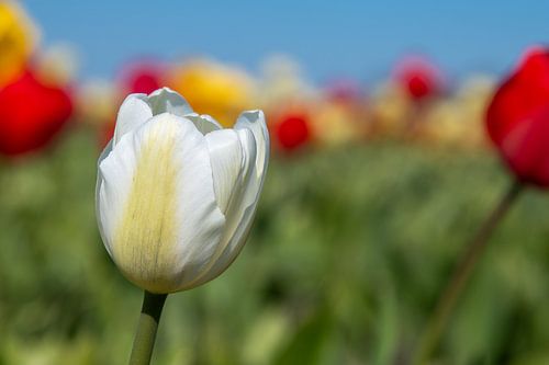 white tulip