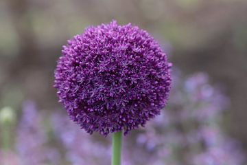 Close-up van een paarse allium bloem van Kimberley van Lokven